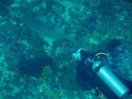 Diver with Nurse Shark IMG 9292